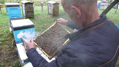 pszczelarz online vider